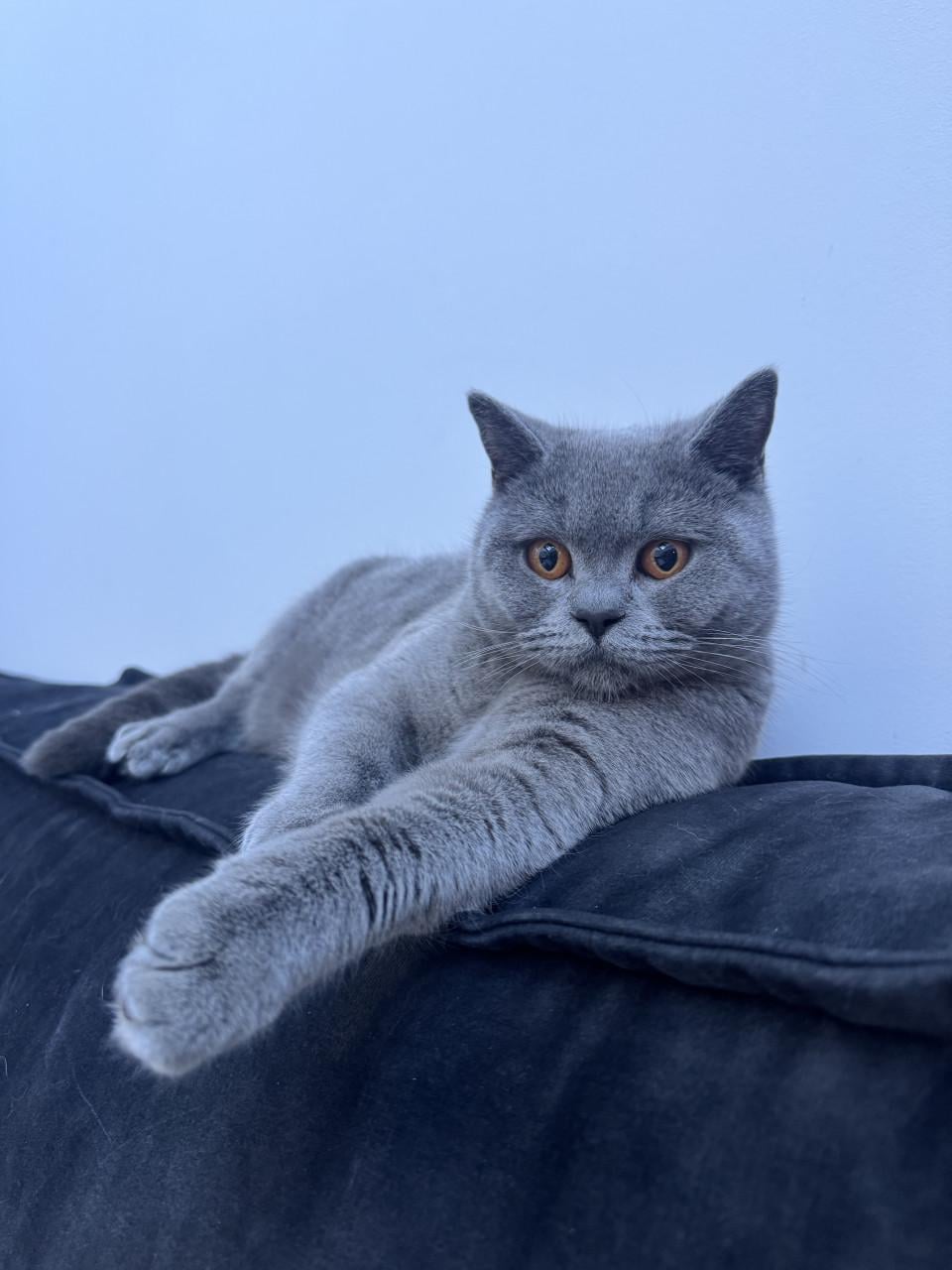 2 Britse korthaarkatten