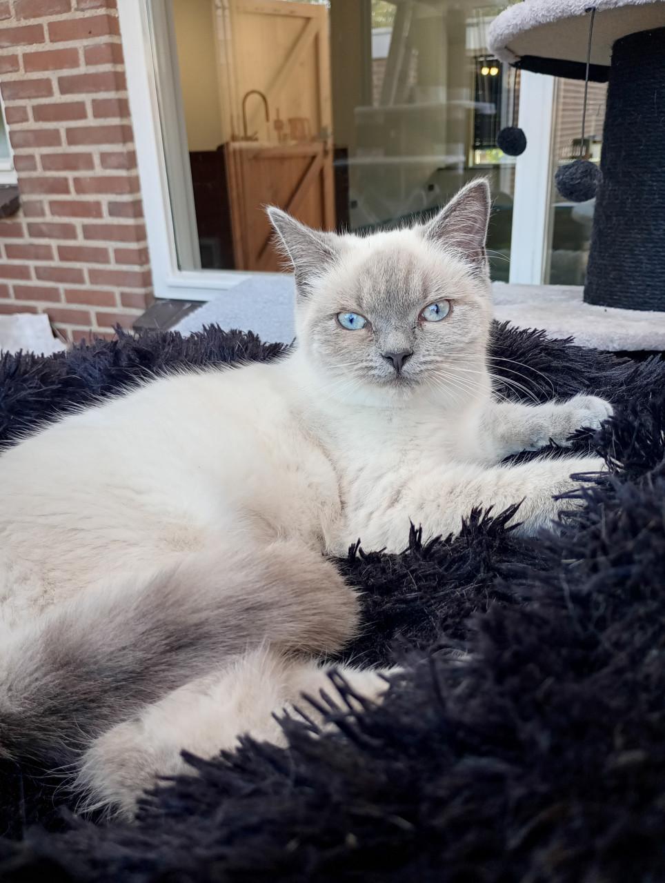 Britse korthaar bijna 1jaar