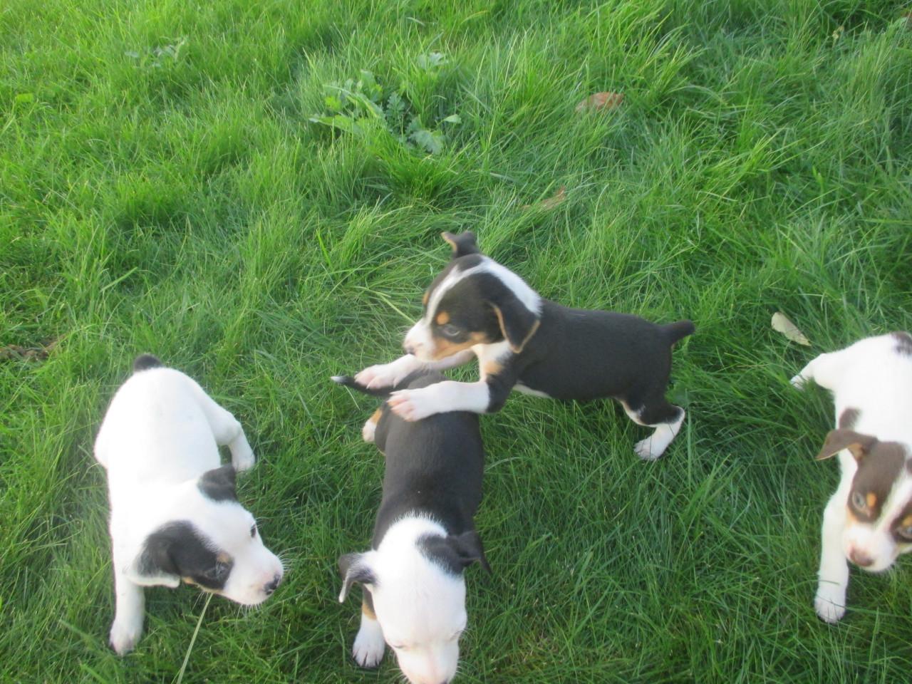 Mooie boerenfox pups