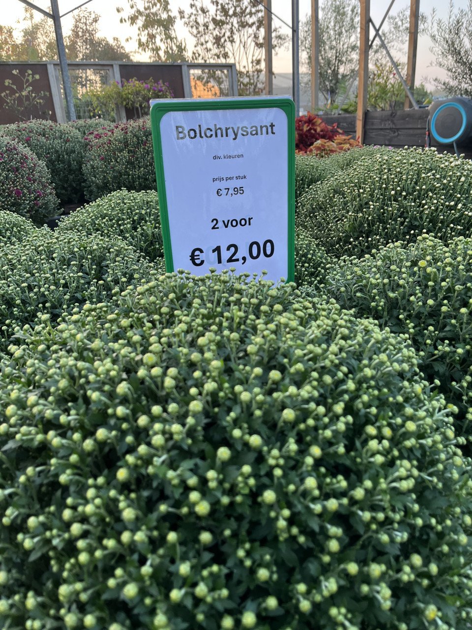 Bolchrysanten ACTIE
