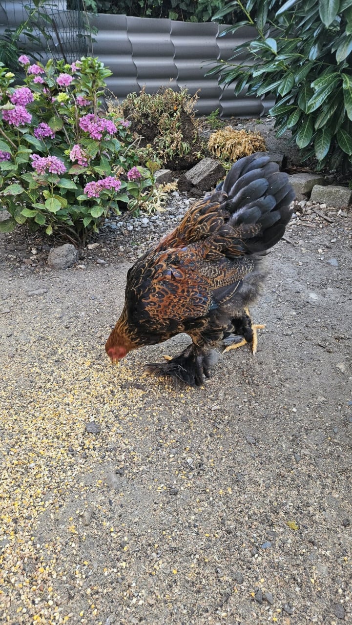 Brahma haan