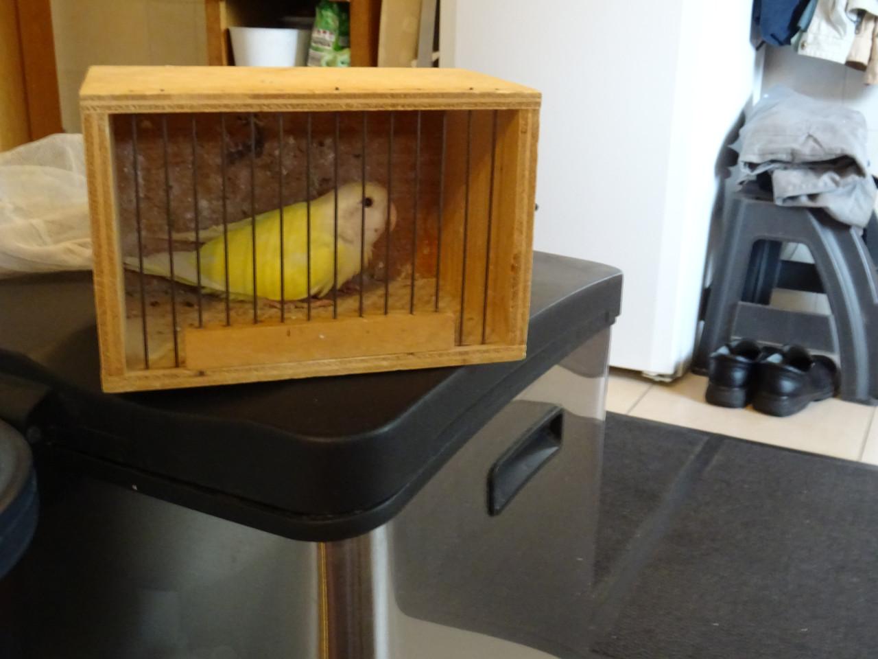 Te koop mooie VANNILE KLEUR Agapornis Broedrijpe Man wegens weg vallen Pop