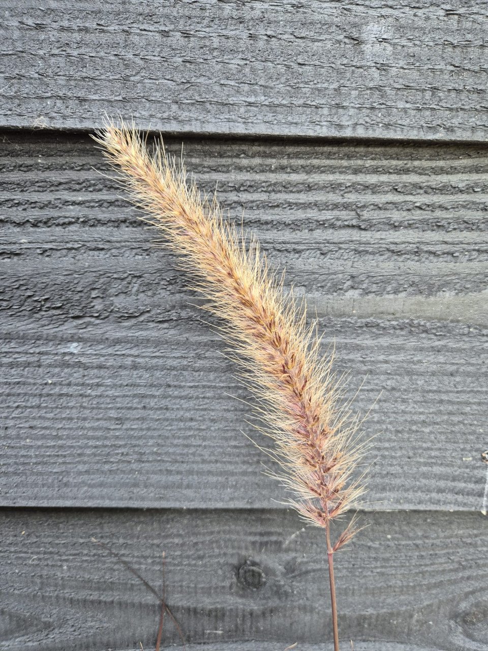 Rood lampenpoetersgras - Pennisetum Rubrum