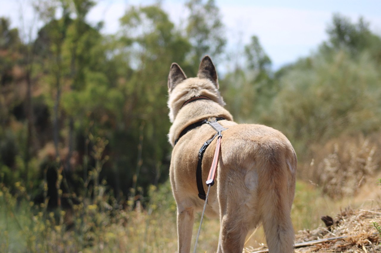 Alora Dog Rescue: Maria is het vertrouwen in de mens niet verloren