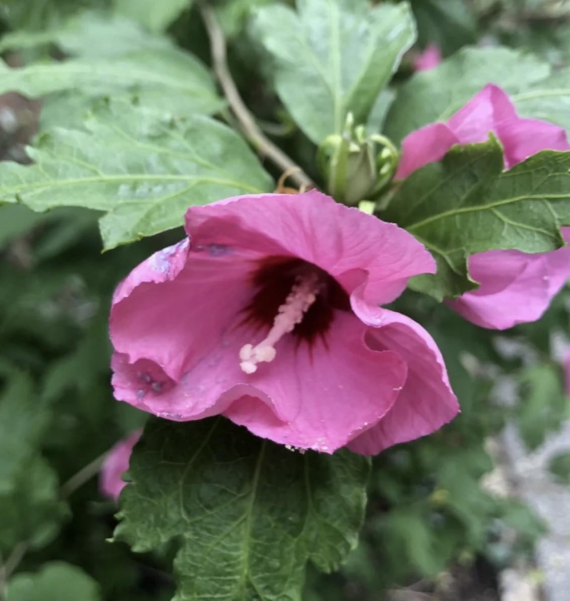 Hibiscus / Chinese roos planten van de hobbykweker