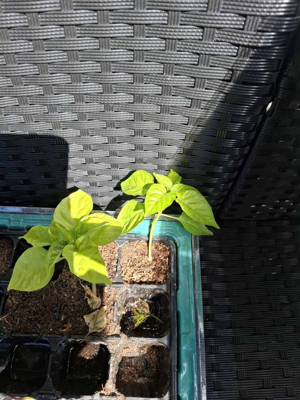 Dahlias en vingerhoeds kruid, peppers
