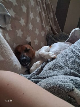 Jack Russel Zoekt nieuw huisje