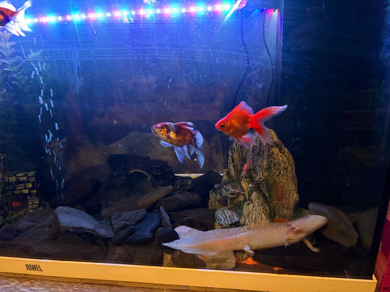 Mooi groot aquarium met vissen en axelotl