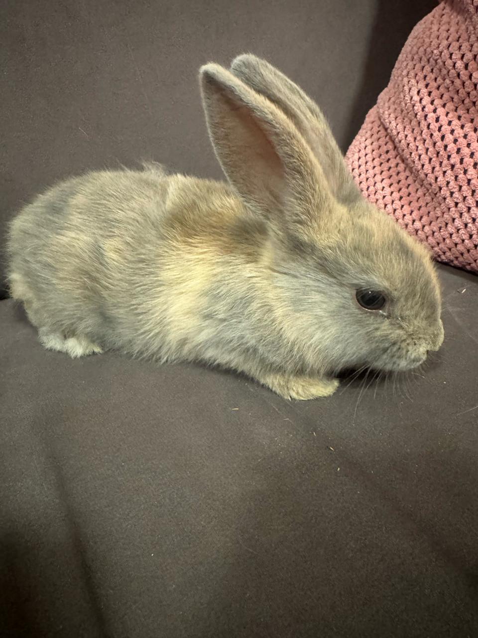 Lieve baby konijntje