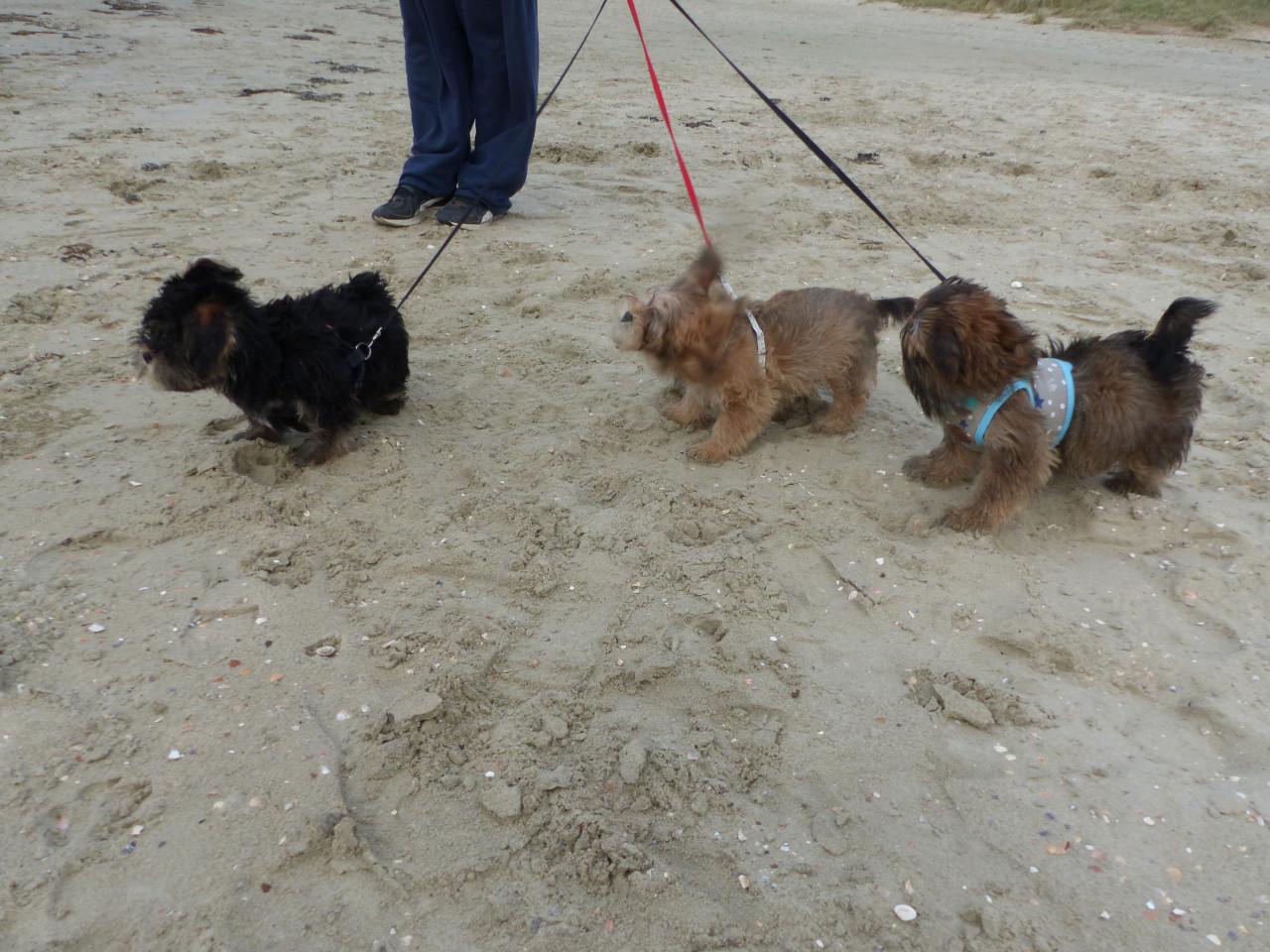 Dekreu dekreutje voor kleine gezelschaphonden super leuk super gezond