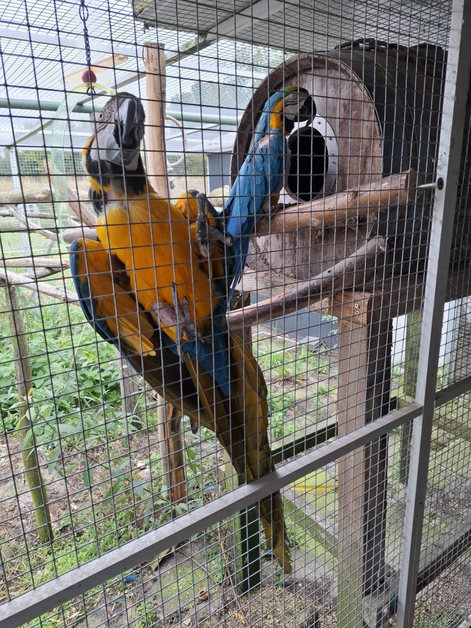 Koppel blauwgele ara's