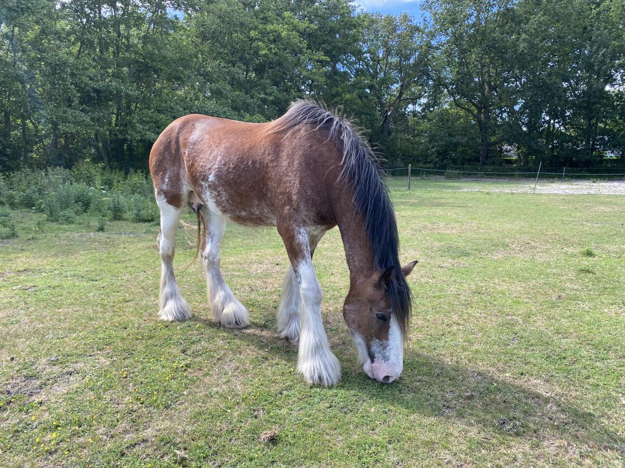 Te koop: 2 hele lieve Clydesdales (moeder & dochter)