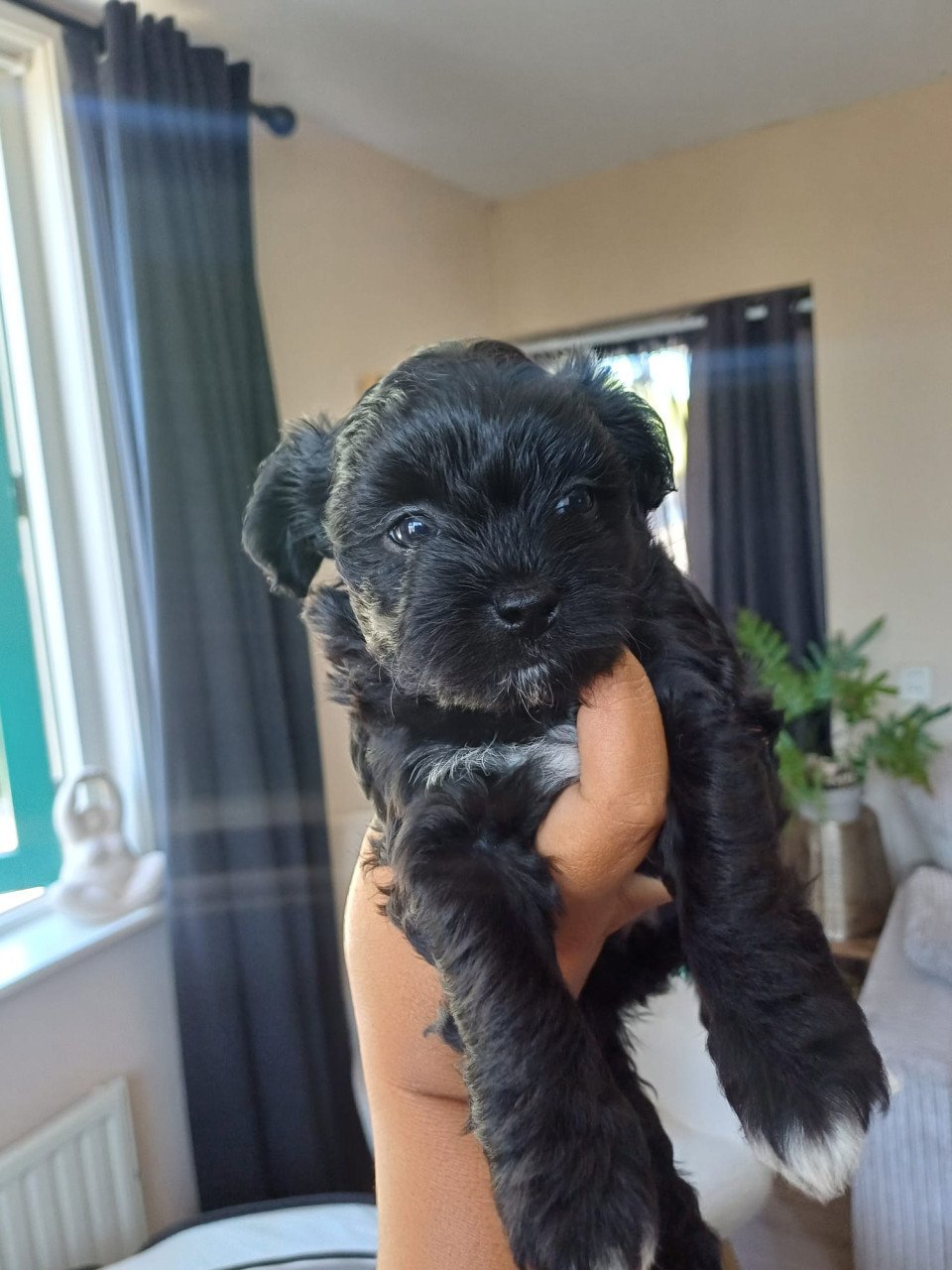 Puppies