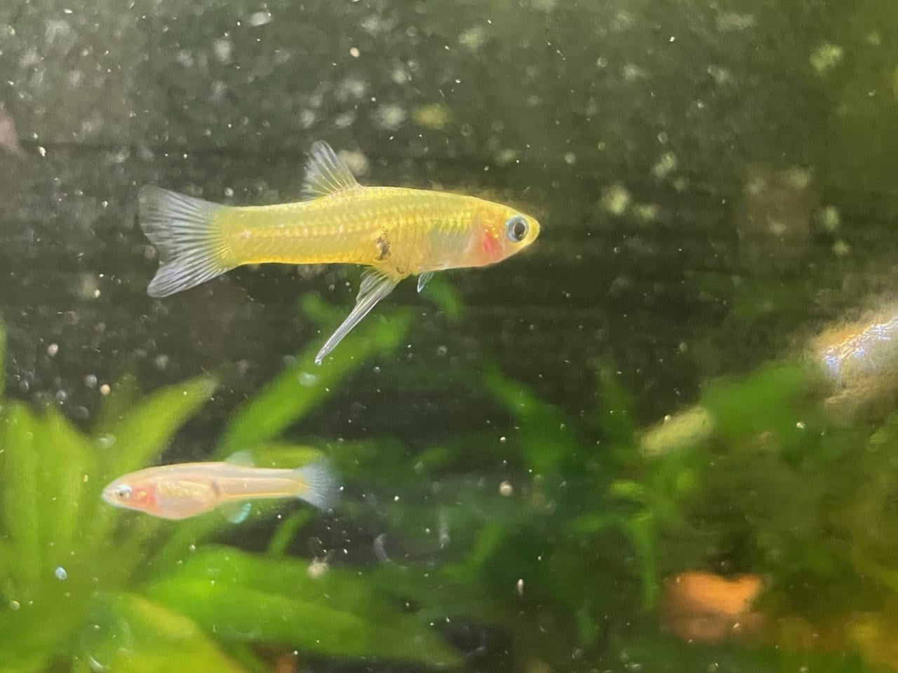 Girardinus Uninotatus (levendbarend)