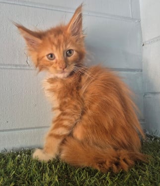 3 rode maine coon katertjes