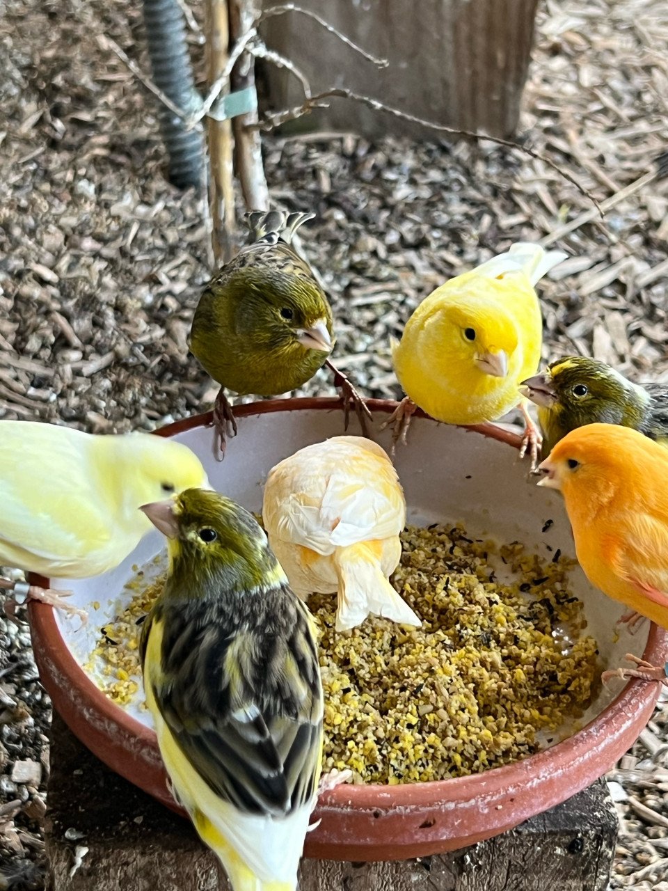 Bonte kanaries