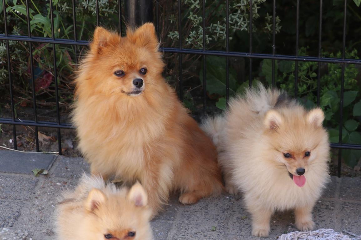 Pomeriaan pups  mogen verhuizen