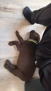 Labrador pup reu goud huisje
