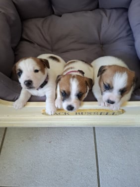 Jack Russell Puppy's