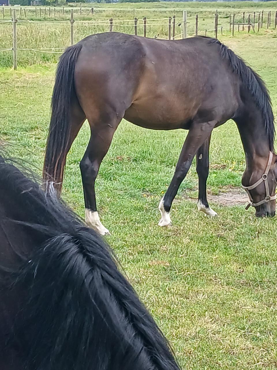 Gevraagd verzorgster met ervaring voor 2,5 jr KWPN merrie in Heinkenszand!