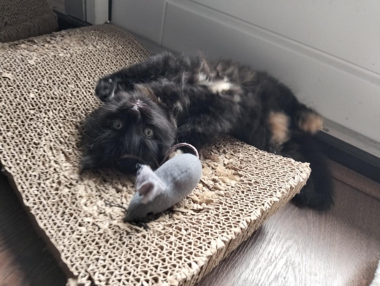 Kitten - vrouwtje