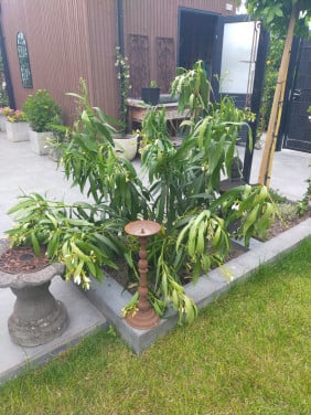 Gratis grote Oleander