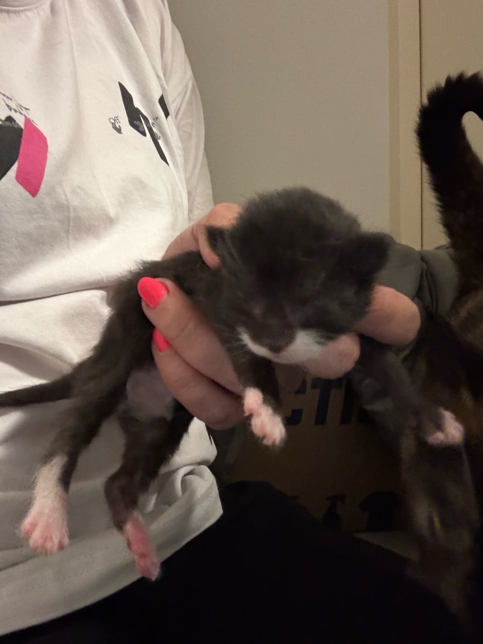 Mooie kittens te koop