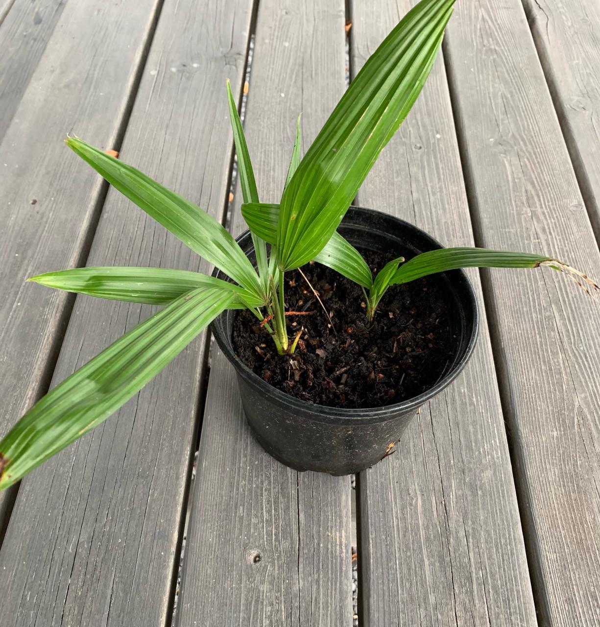 Palmstekjes 3 euro.