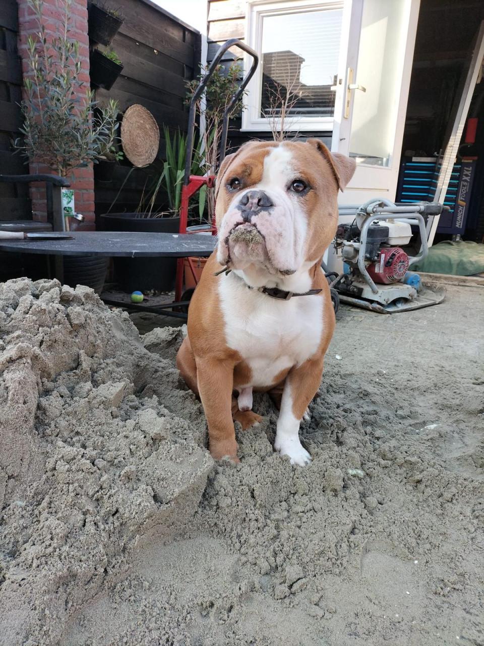 Gezocht, gouden mandje voor onze Bulldog