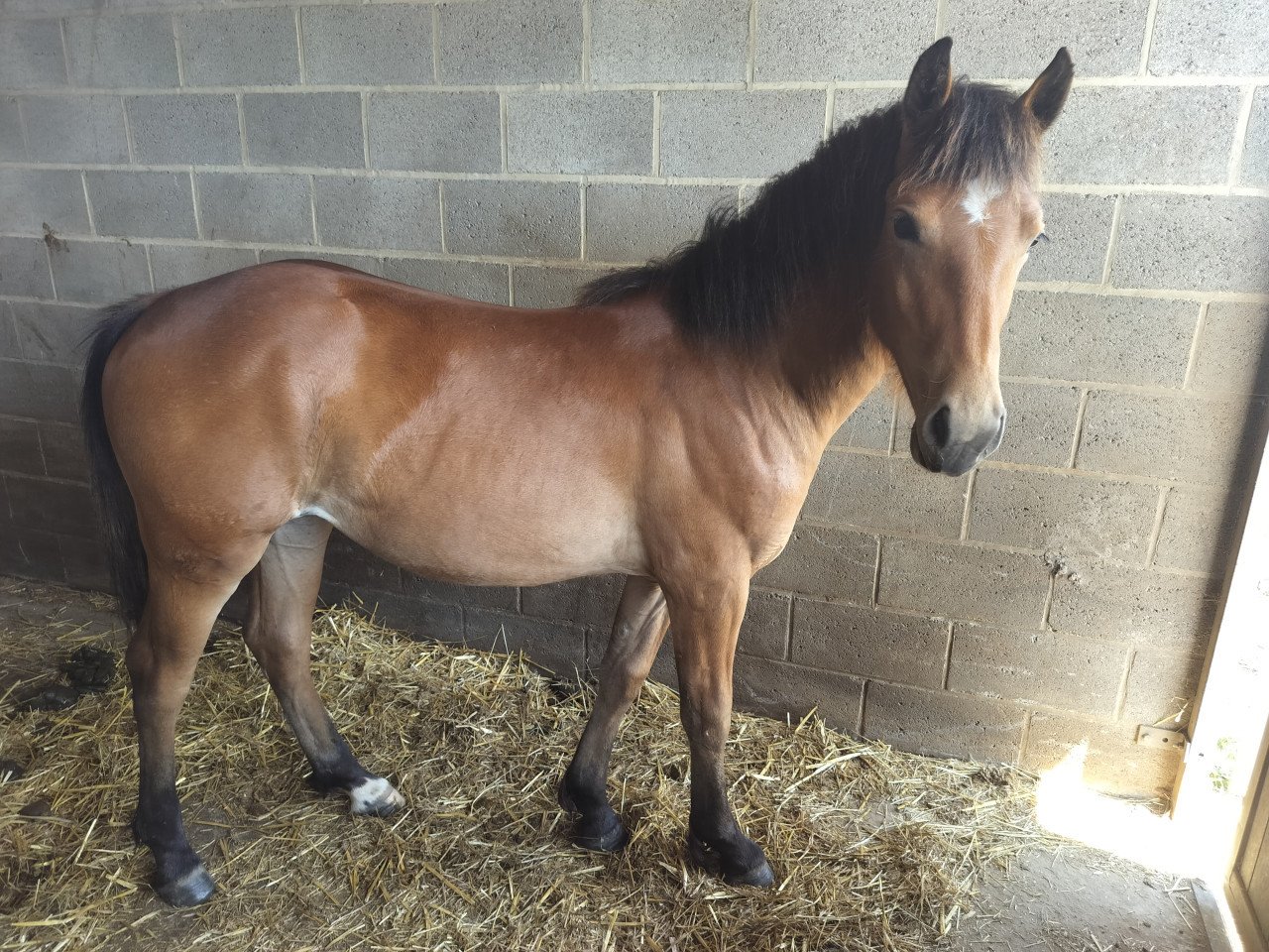 Kruising haflinger x freiberger 21/8/2024 merrie