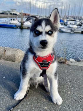 Pomsky Pups blue eyes