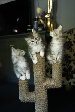 Maine coon poesje 2 stuks