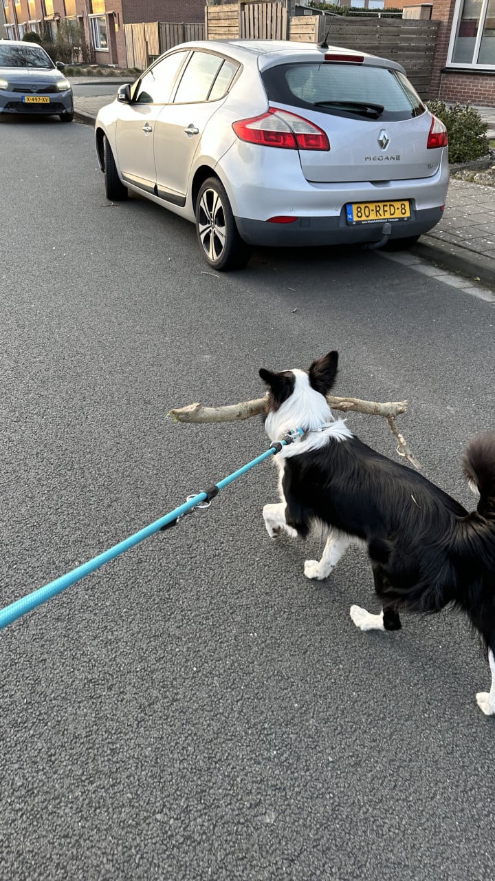 Border-Collie Dekreu beschikbaar.