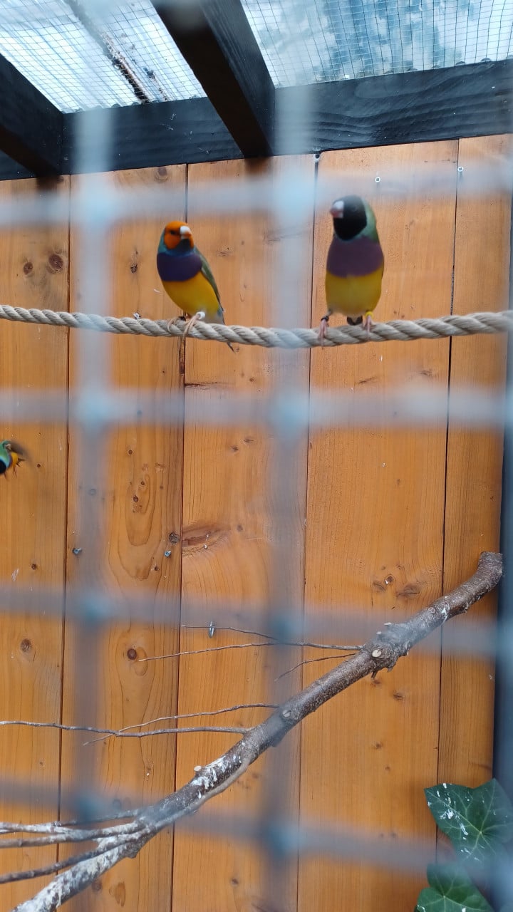 Gouldamadines (tt-kwaliteit)