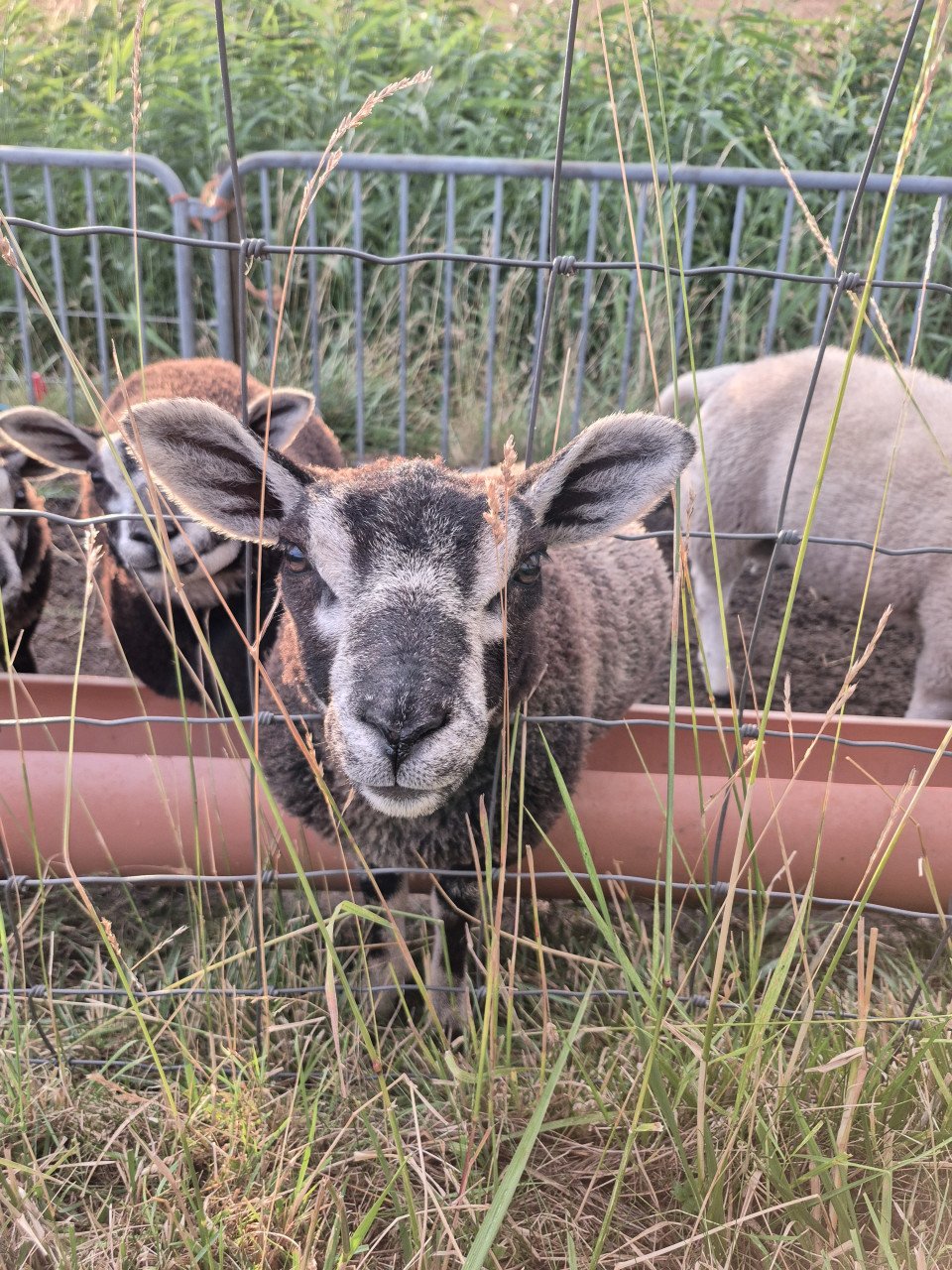 Schapen