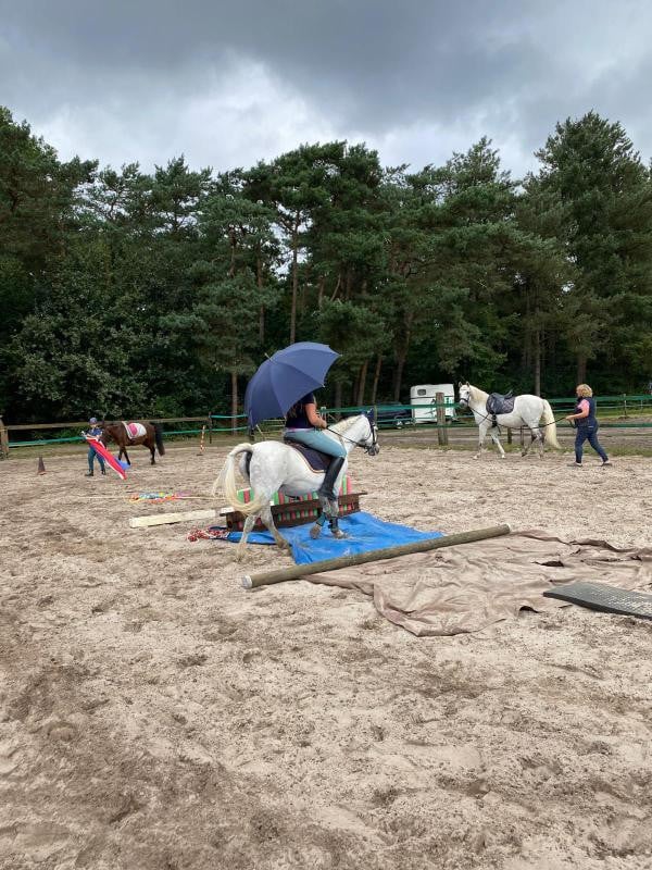Lieve welsh-B pony