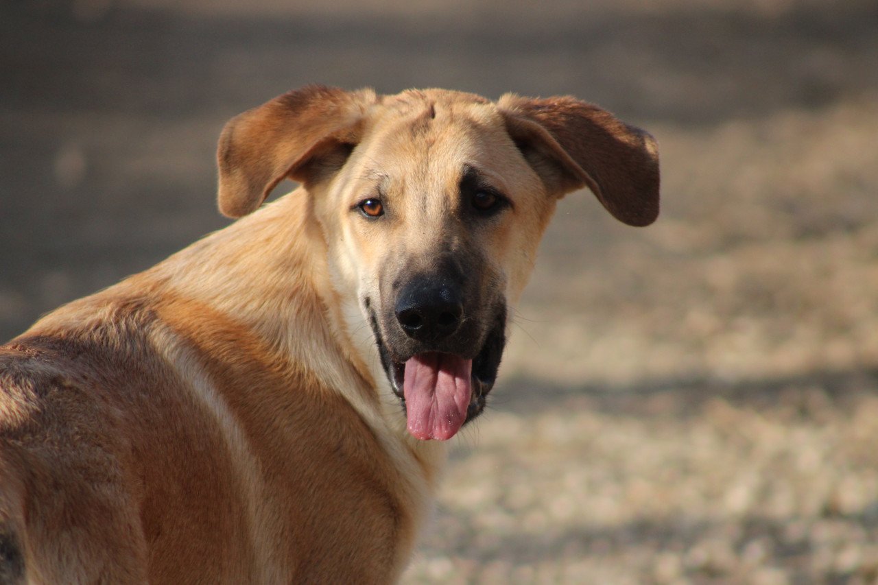 Alora Dog Rescue: Paco, speels, ondeugend en vrolijk