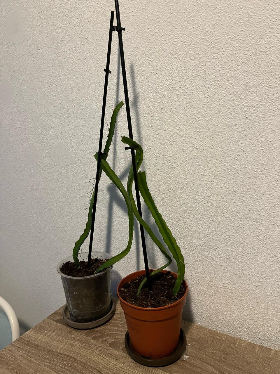 Gewortelde Gele Dragon Fruit (Pitaya) Cactus 30-40cm met pot