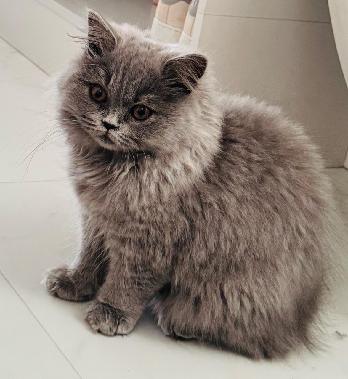 Britse langhaar kittens