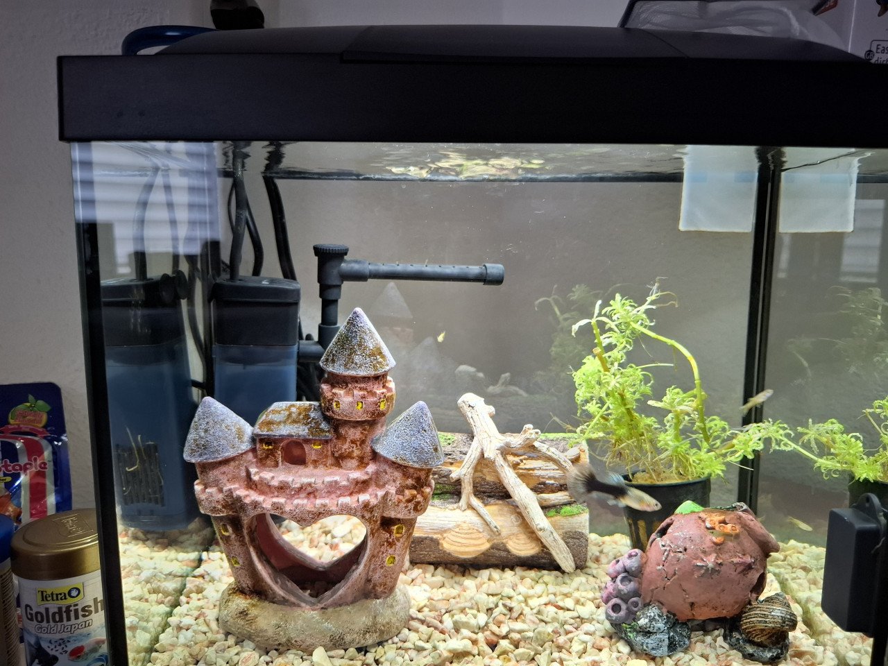 Compleet aquarium met alles erop en eraan