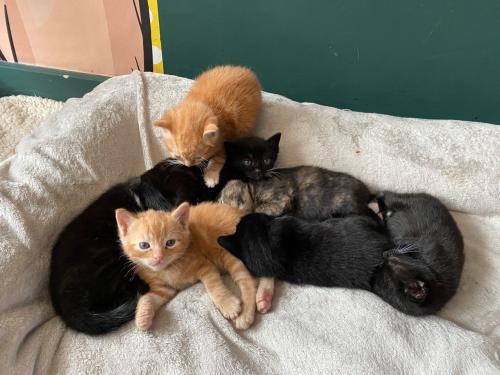 Kittens zoeken gouden mandje