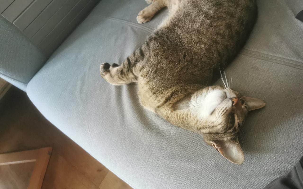 Vermist: poes Trudie