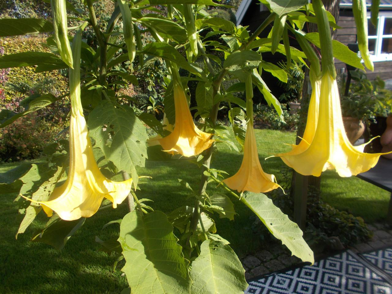 BRUGMANSIA /  Engelen trompetbloem planten