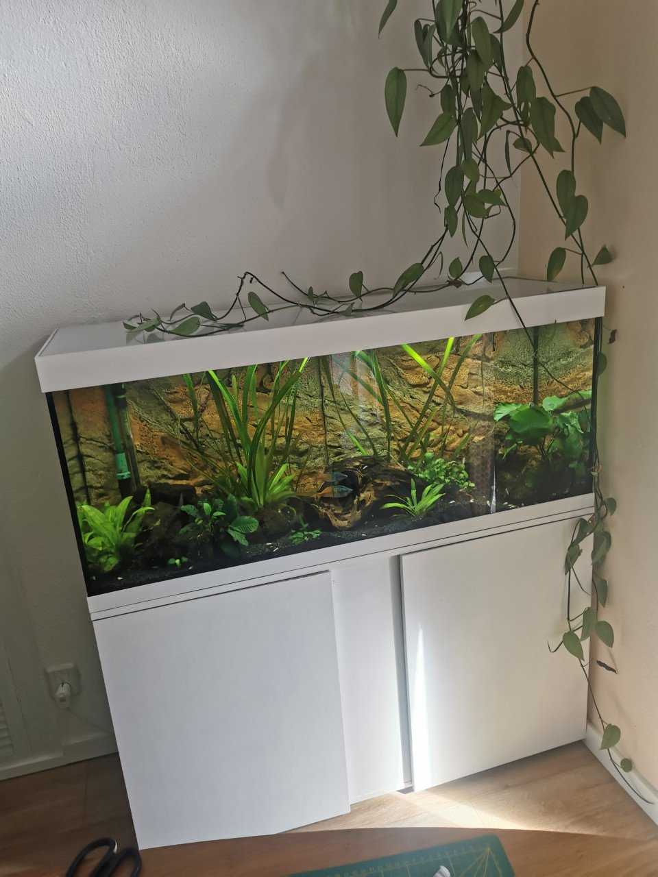 Compleet aquarium