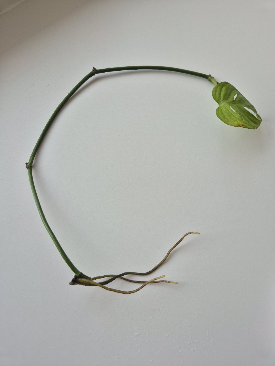 Monstera monkey mask stekje