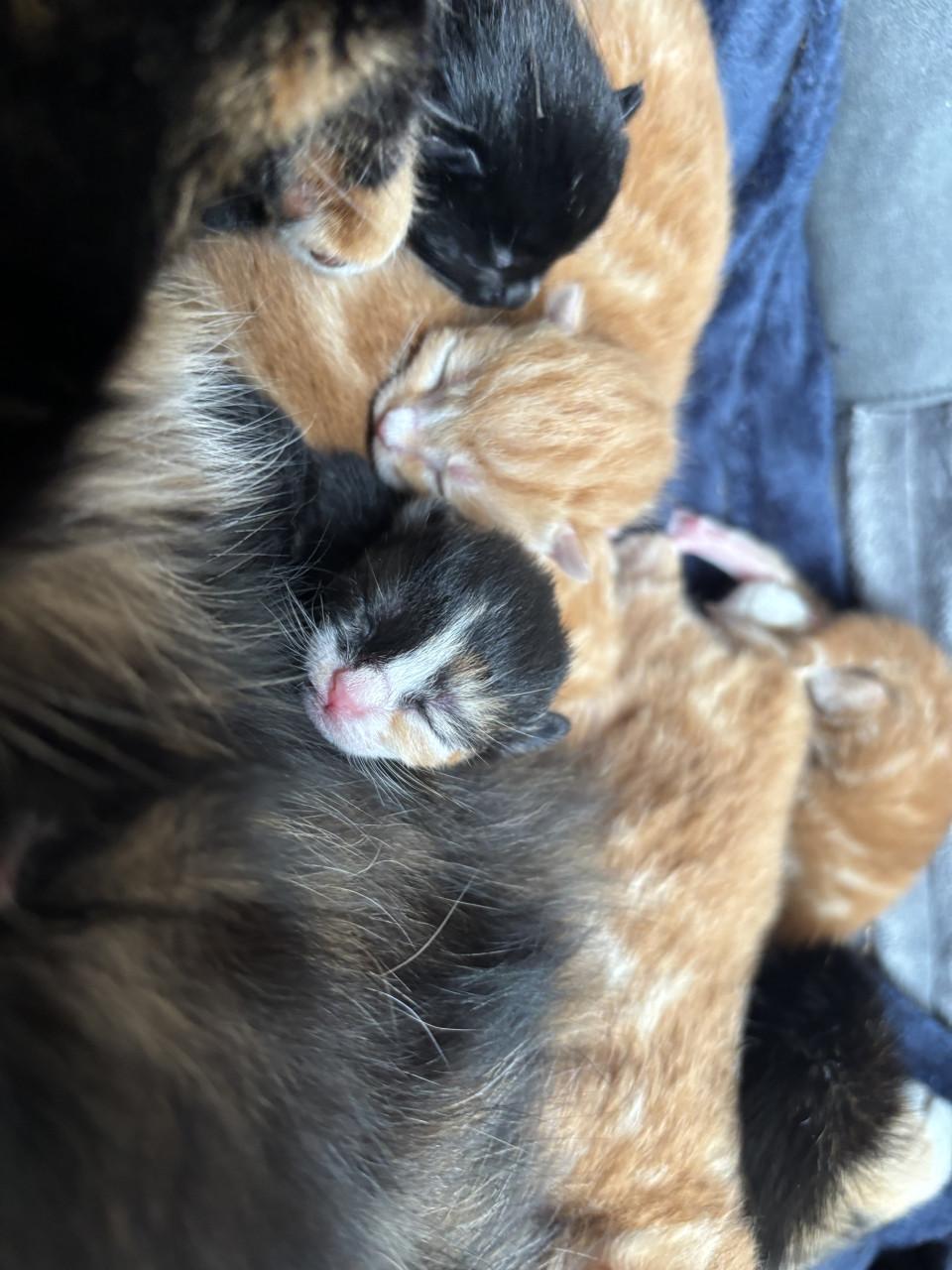 👑 Kittens zoeken gouden mandje 👑