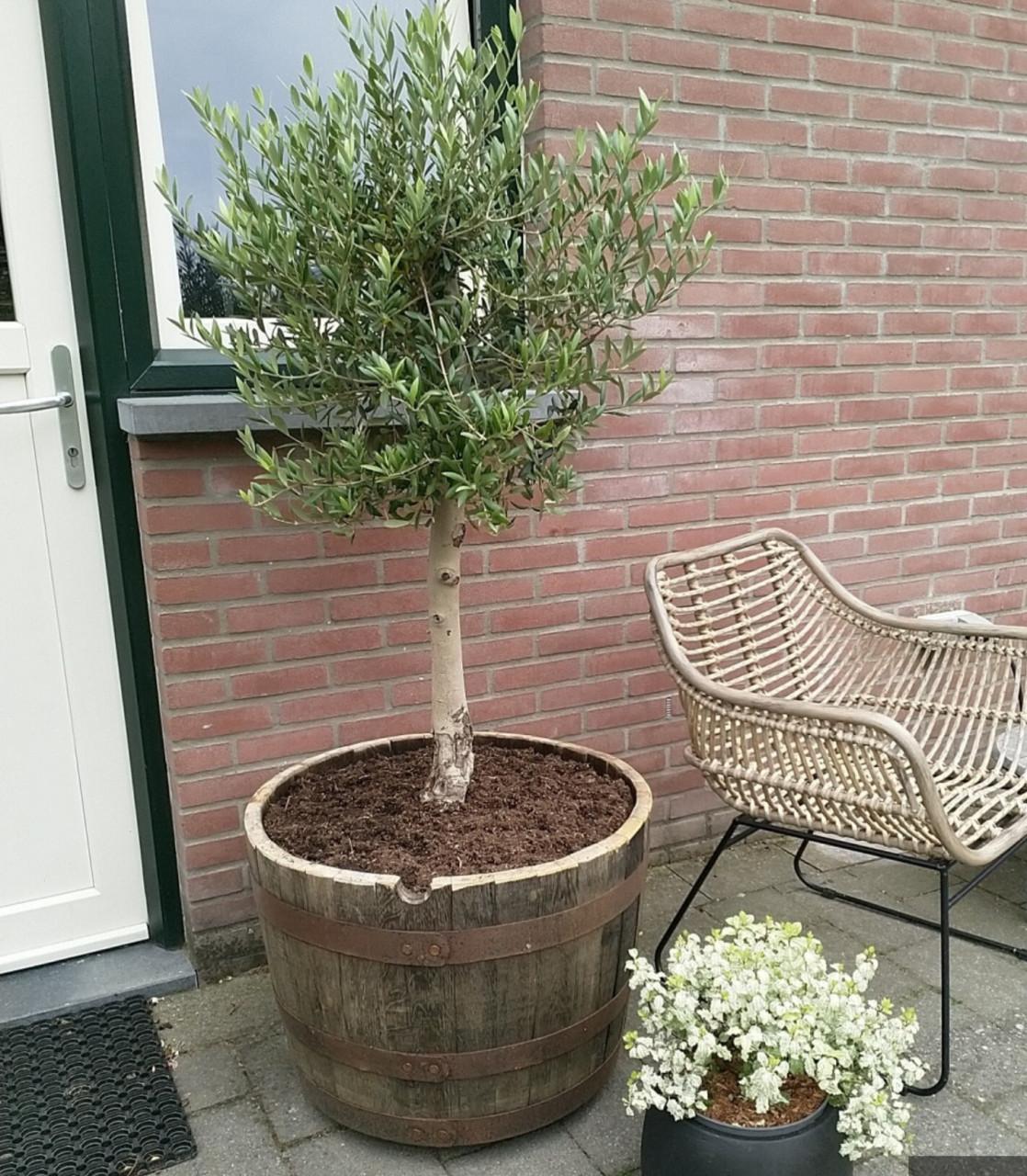 Halve wijnvaten en whiskyvaten