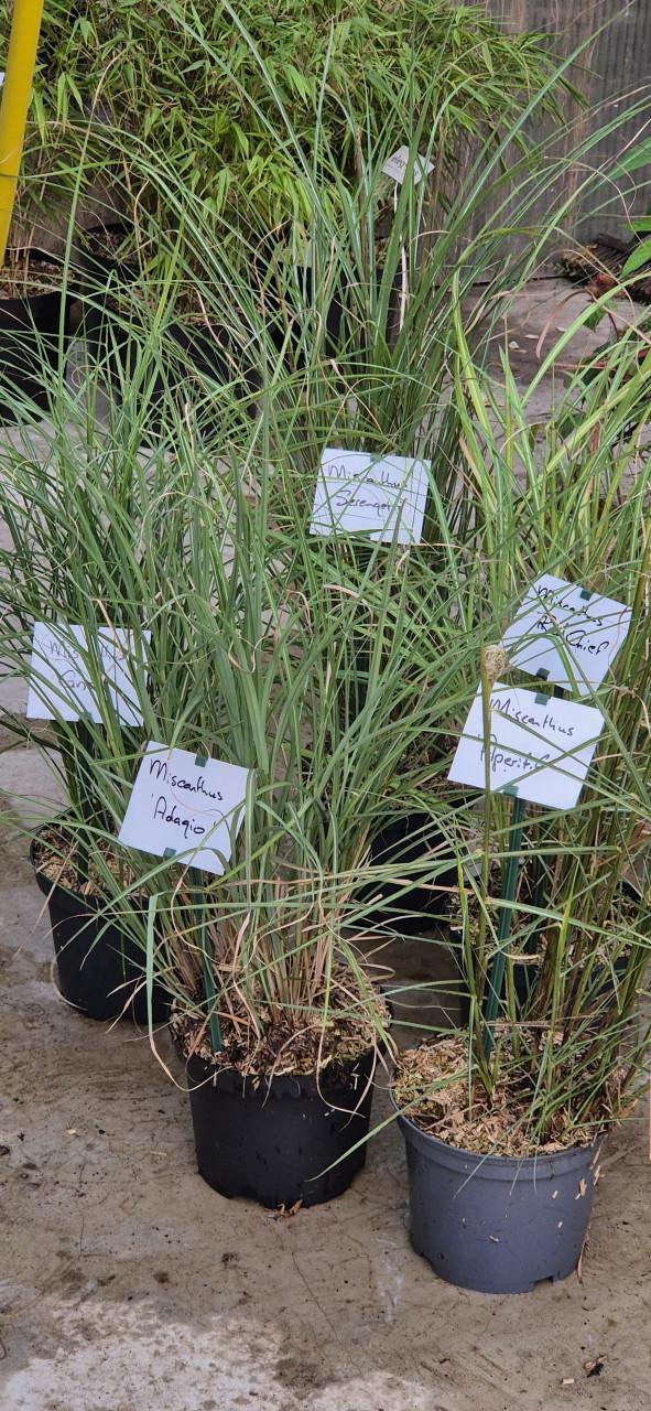 Miscanthus sinensis cv. / Prachtriet