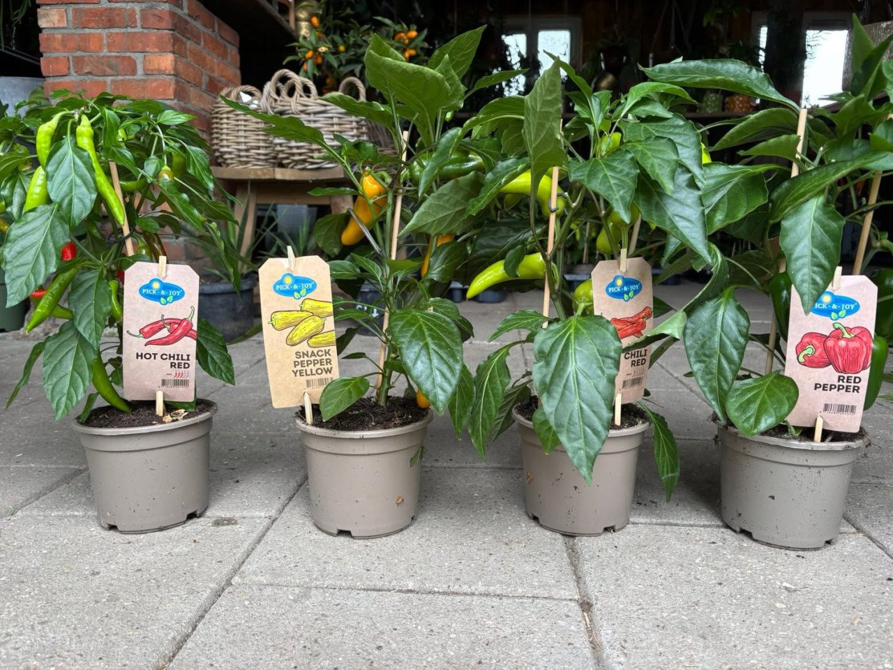Snoepgroenten+pepers div soorten €12,50