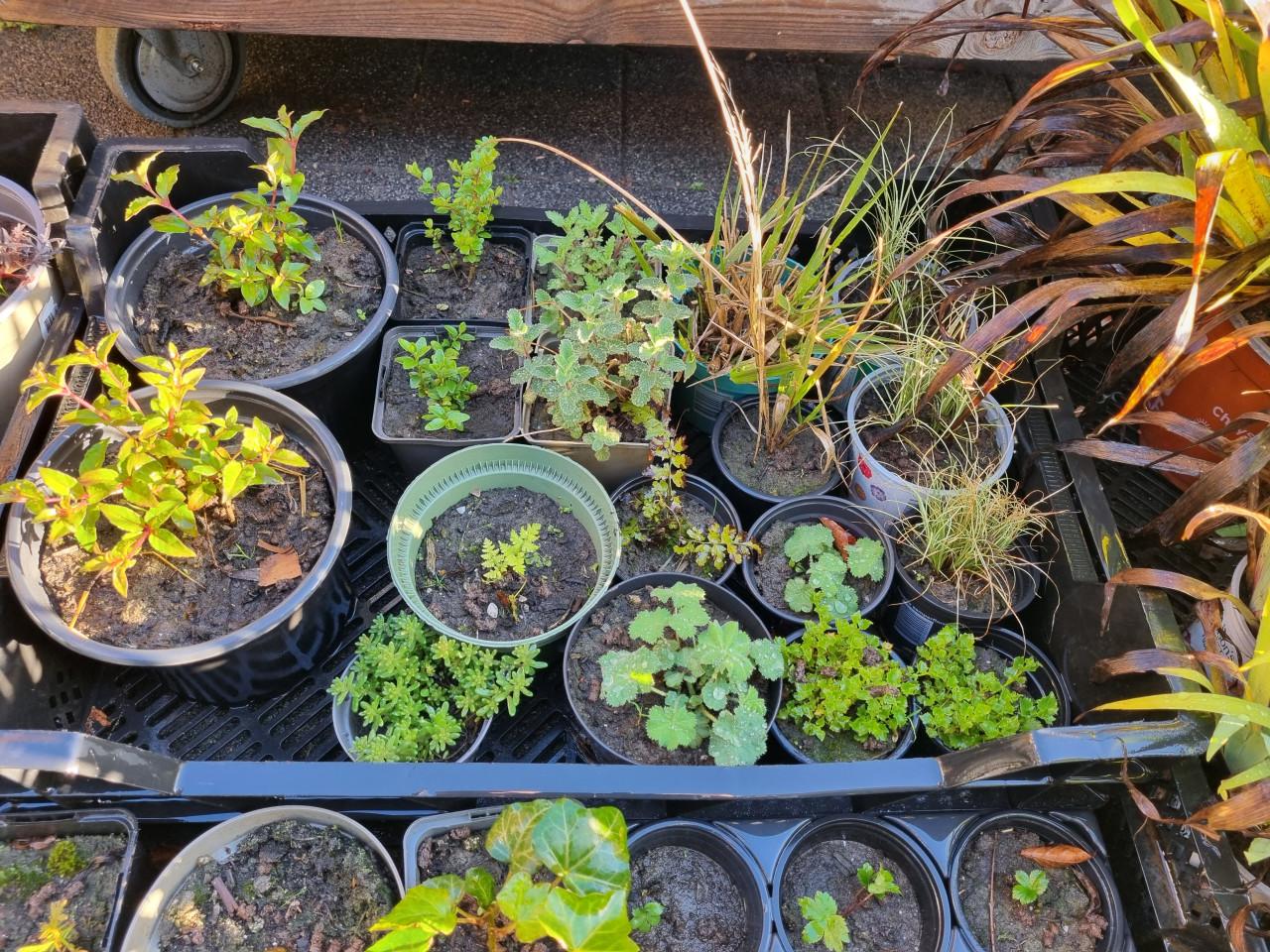 Diverse plantjes